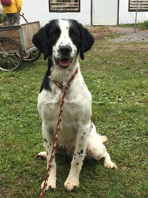 The field spaniel is very adaptable. Field Bred Spaniels Archives ⋆ PrairieRose Gundogs ...