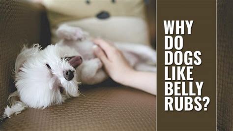 We did not find results for: Why Do Dogs Like Belly Rubs? - Science Reveals The Truth ...