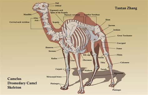 Well, it's a little bit of everything. tantantan zhang - camel