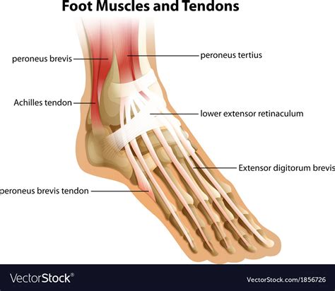 Why it's a knee tendons diagram (page 1). 30 Foot Diagram Tendons - Wiring Diagram Database