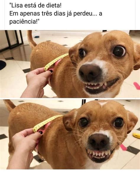 Every time i call the line, it asks for my previous years tax information, which i do not have. Pin em Produto para Cachorro e Gato