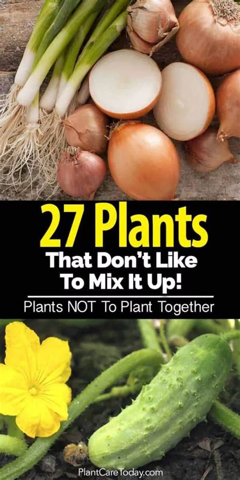 Check spelling or type a new query. 27 Plants That Don't Like To Mix It Up - Incompatible ...