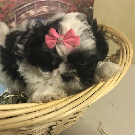 We focus on smaller shih tzus, also known as imperials. shihtzuintexas | Shih Tzu Breeder | cypress, Texas