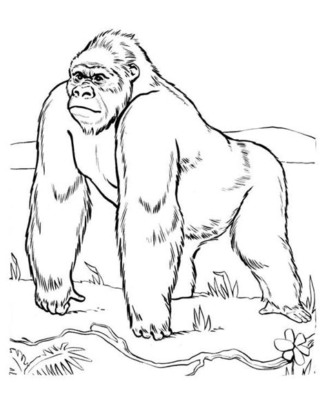 It's fun, cute and western lowland gorilla coloring page from gorillas category. baby gorilla coloring sheet - Google Search | Zoo animal ...