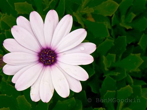 The floristry scene in san diego is better than it's ever been. San Diego Flower | Plants, Flowers, San diego