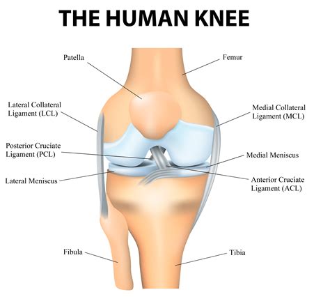 A wide variety of leg ligaments options are available to you Musculoskeletal (MSK) Exam - Stepwards