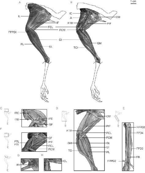 Top 10 arduino robot animals. Idea by Angela Chan on Bipedal Anatomy Study | Animal drawings, I like birds, Veterinary hospital