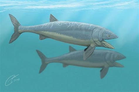 La leedsichthys est un genre éteint poisson, dont espèce type a été représentée par leedsichthys problematicus (arthur smith woodward, 1889), un poisson géant qui vivait dans les océans. Leedsichthys problematicus, le poisson osseux géant, perd - un peu - de sa superbe