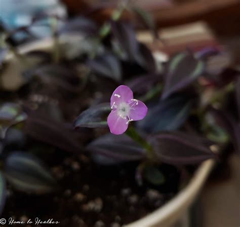 Cut the stem just below a node (if the stem is growing upwards), then remove the lower leaves from your. Tradescantia Zebrina or Wandering Dude houseplant care