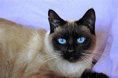 Older cats are often overlooked in shelters filled to the brim with cute kittens and young adults. GlasSlipper - Older Kittens - Discounted! | Cat purr, Kitty