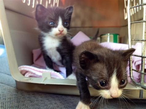 Maybe you've signed up to foster orphans for your local shelter, or you've found a baby outside and the mother has not returned for her. Intro & Bottle feeding 2 week old adorable kittens! - YouTube