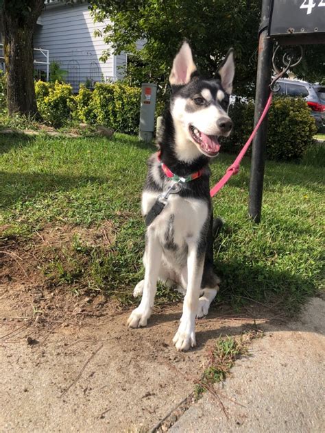 They do best with a large securely fenced yard.they make excellent walking and jogging companions provided they are very securely leashed and the climate be the first to review siberian husky puppies for adoption cancel reply. Siberian Husky Puppies For Sale | Raleigh, NC #341680