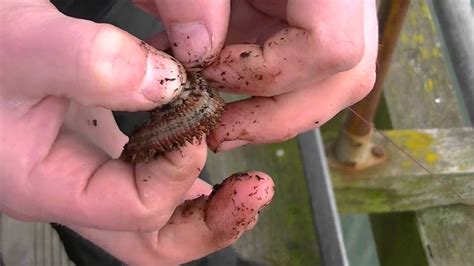 Check out this video to learn how. How NOT to put a ragworm on a hook - YouTube