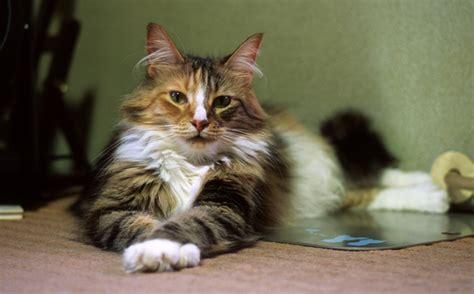 See more ideas about norwegian forest cat, forest cat, cats. Tips on How To Find Norwegian Forest Cat Breeders Near You ...