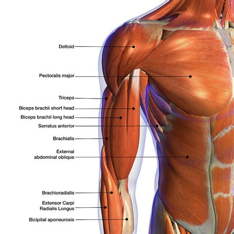 The extrinsic muscles of the shoulder include trapezius, latissimus dorsi, levator scapulae, rhomboid major. Labeled Anatomy Chart Of Male Biceps Photograph by Hank Grebe