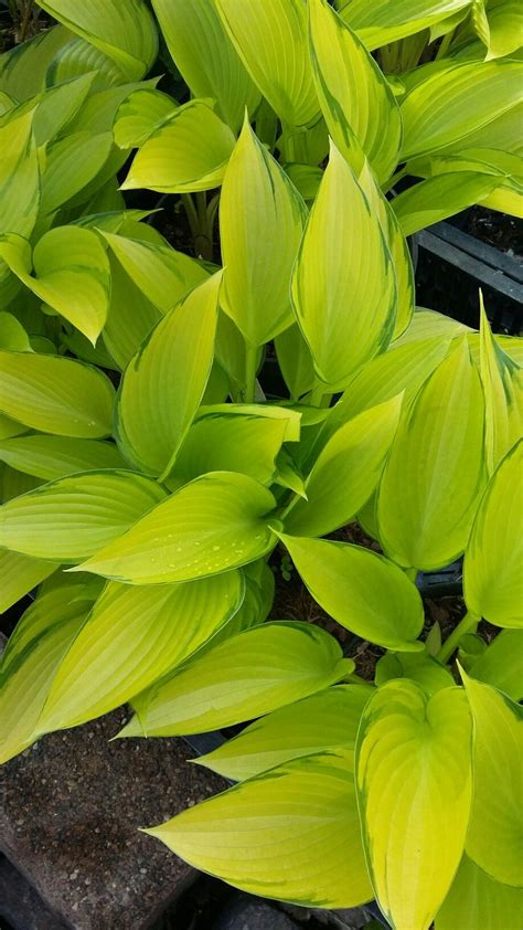 Maybe you would like to learn more about one of these? Hosta June Fever staudengarten-daum@web.de | Staudengarten ...