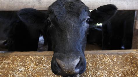 We did not find results for: Cow May Have Exposed Public to Rabies at San Antonio Stock ...