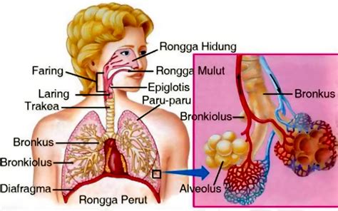 Dalam pernafasan perut, otot yang terlibat ialah otot diafragma. √ Sistem Pernapasan Pada Manusia Lengkap Dengan Urutanya