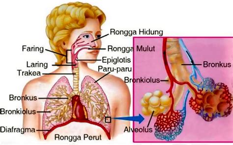 Jelaskan proses pernapasan pada manusia secara singkat! √ Sistem Pernapasan Pada Manusia Lengkap Dengan Urutanya