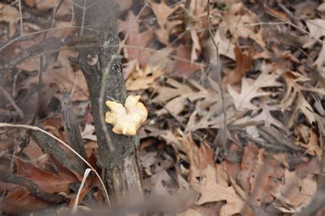I just bought a 1kg bag in a jan de vries health shop in shawlands, glasgow, scotland, yesterday. Veteran's Woods, Will County, IL | Fungi, Stuffed mushrooms, Will county