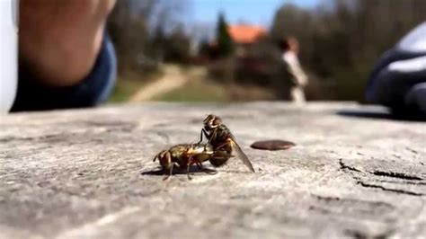 This was made with the stop motion cafe app. Fly-sex slow motion - YouTube