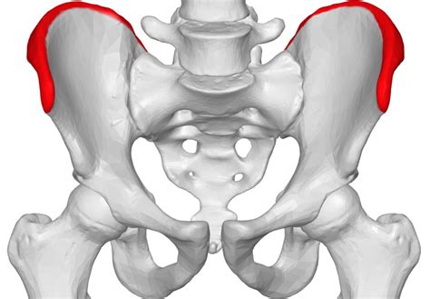 When, in pilates or another fitness class. Iliac crest pain: Causes, exercises, and treatment