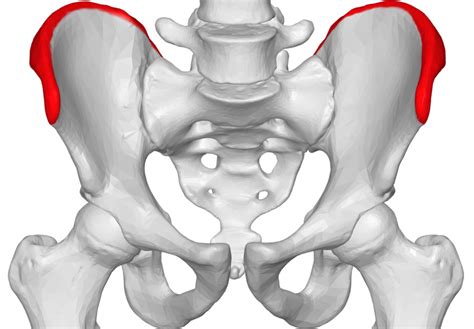 You can also end up with tight hip flexors and back muscles from muscular imbalance. Iliac crest pain: Causes, exercises, and treatment