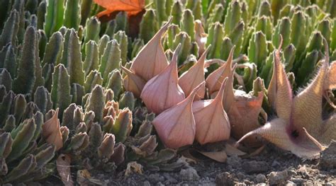 Starfish are also known as asteroids due to being in the class asteroidea. Starfish Cactus in Bloom | Rice Canyon Demonstration Gardens