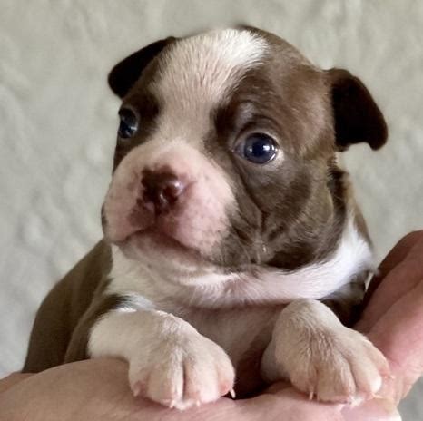 8 weeks old status : Boston Terrier, WAFEWAF Boston Terrier Puppies, Dogs, for ...