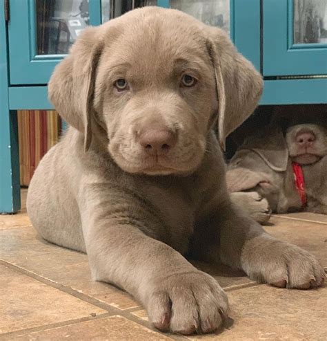 Using the search below you can find the puppy perfect for you. Silver Labrador Puppy 💖 | via @yeti.thesilverlab on ...