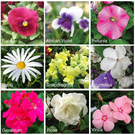 Which flowers are best to say sorry? DIY Book Flower Press (free craft from the garden) - Be A ...