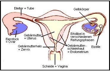 Learn vocabulary, terms and more with flashcards, games and other study tools. Der weibliche Zyklus