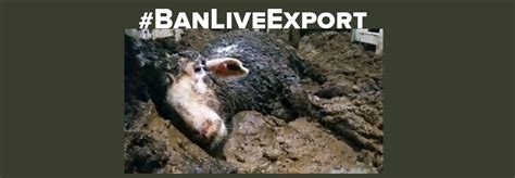 A lot of birds, fishes, butterflies and many more. Live Export is Cruel and Heinous - Alafair