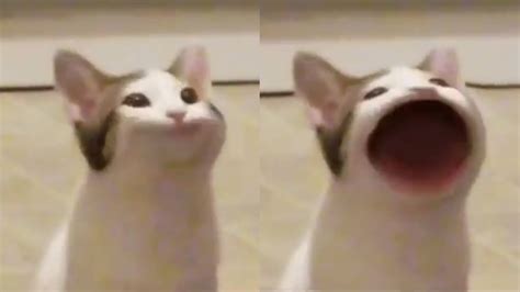 So when there is a competition no one agrees my nation must be number 1 in the world, whoever clicks the most wins. Wide-Mouthed Singing Cat | Know Your Meme - News Vision Viral