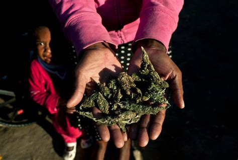 Swazi gold — shapeshifting 04:08. Grandma's Marijuana Farm in Swaziland Is Family Payday - The New York Times