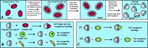 The cytoskeleton of a cell gives it some shape/structure, the membeane holds everything inside the cell, and the plasma. Shape recognition of microbial cells by colloidal cell ...