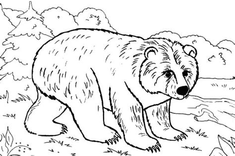 These free bear coloring pages will introduce your kids to bears, their offspring as well as other aspects. Brown Bear in the Jungle Coloring Pages | Best Place to Color