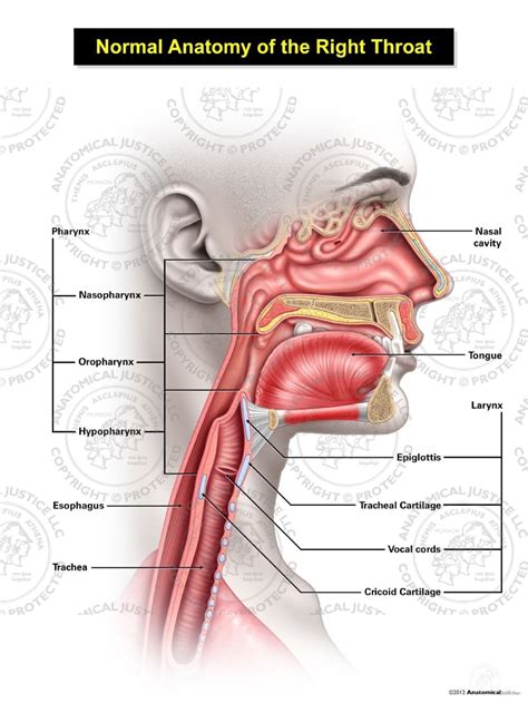 One of the functions of the neck is to act as a conduit for nerves and vessels between the head and the trunk. Normal Female Anatomy of the Right Throat Illustration