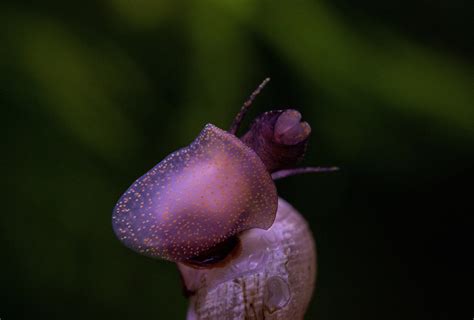 Water tank size is important and you should take into account how much space you have for installation. Malaysian snail in my fresh water tank : Aquariums