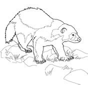 Wolverine coloring pages are a fun way for kids of all ages to develop creativity, focus, motor skills and color recognition. Wolverine Animal Coloring page | Free Printable Coloring Pages