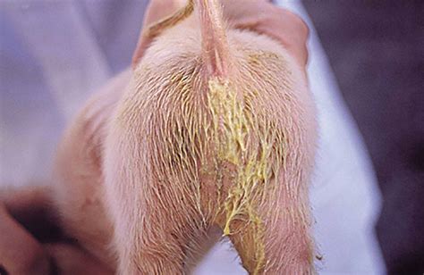Coccidial infections can be prevented by. Coccidiosis of Mini Pigs - Mini Pig Info