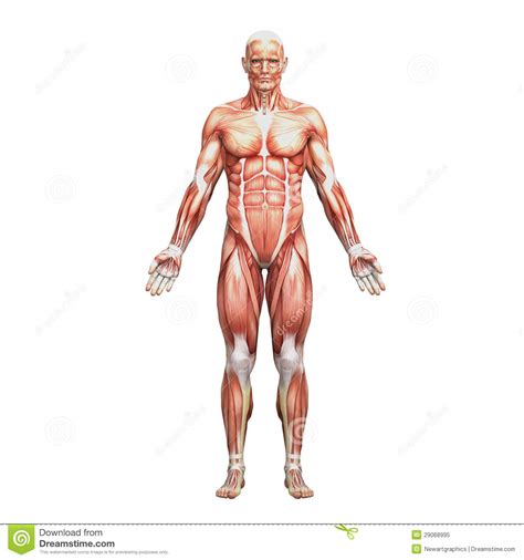 The creation of anatomical diagrams due to the fact that no pictures, no exact figures do not convey the internal architecture of the body, such as the structure of the glands. Athletic Male Human Anatomy And Muscles Stock Illustration ...