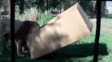 The doctor will make a diagnosis by examining the area of the bite and doing a urinalysis and a complete blood. Watch What Happens When Big Cats Discover Cardboard Boxes