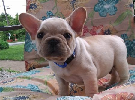 Rm 4300 (negotiable) location : FRENCH BULLDOG PUPPIES FOR ADOPTION FOR SALE ADOPTION from ...