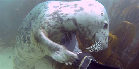 More videos with ami emerson. Underwater Seals Love A Belly Rub, Yes They Do