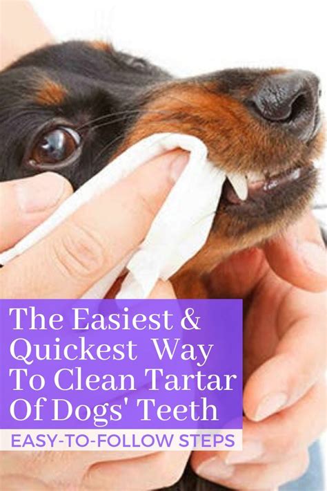 And how to clean tartar off dogs' teeth. The Best Ways to Clean Tartar Off Dog's Teeth in 2020 ...