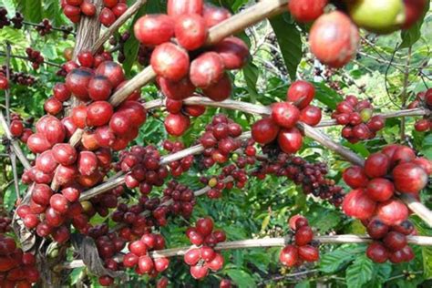 Coffee plantation puerto rico tour. Big island tour & coffee plantation - Gran Canaria Travel