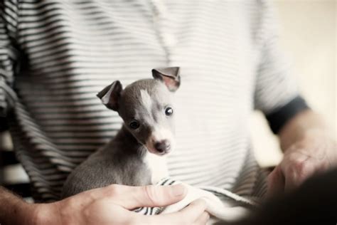 Mata pacul merk eye brand tanpa gagang. dogs - Antonia Heil | photographer + journalist | Cape ...