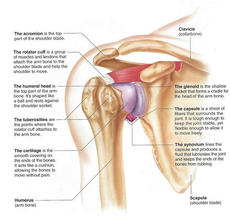 The armpit and shoulder serve as the meeting place for the torso and arms, so major vessels close to the heart travel through these areas. Dr. John Skedros | How-The-Shoulder-Works-bottom