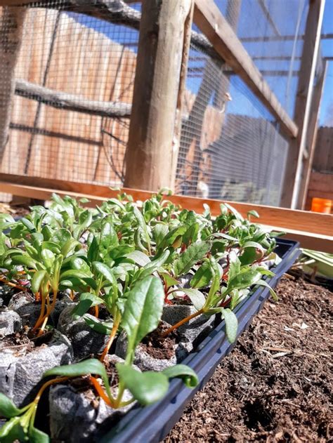 How to harden off plants. How To Properly Harden Off Seedlings | Becca Grows Stuff ...